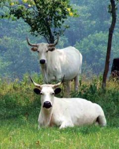 Heritage Cattle Breeds for the Small Farm Image